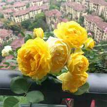 100pcs Yellow Roses, Rose Seedlings, Potted Shrubs, Roses, Extra Large Flowers, Year-Round Roses, Strong Balcony, Garden