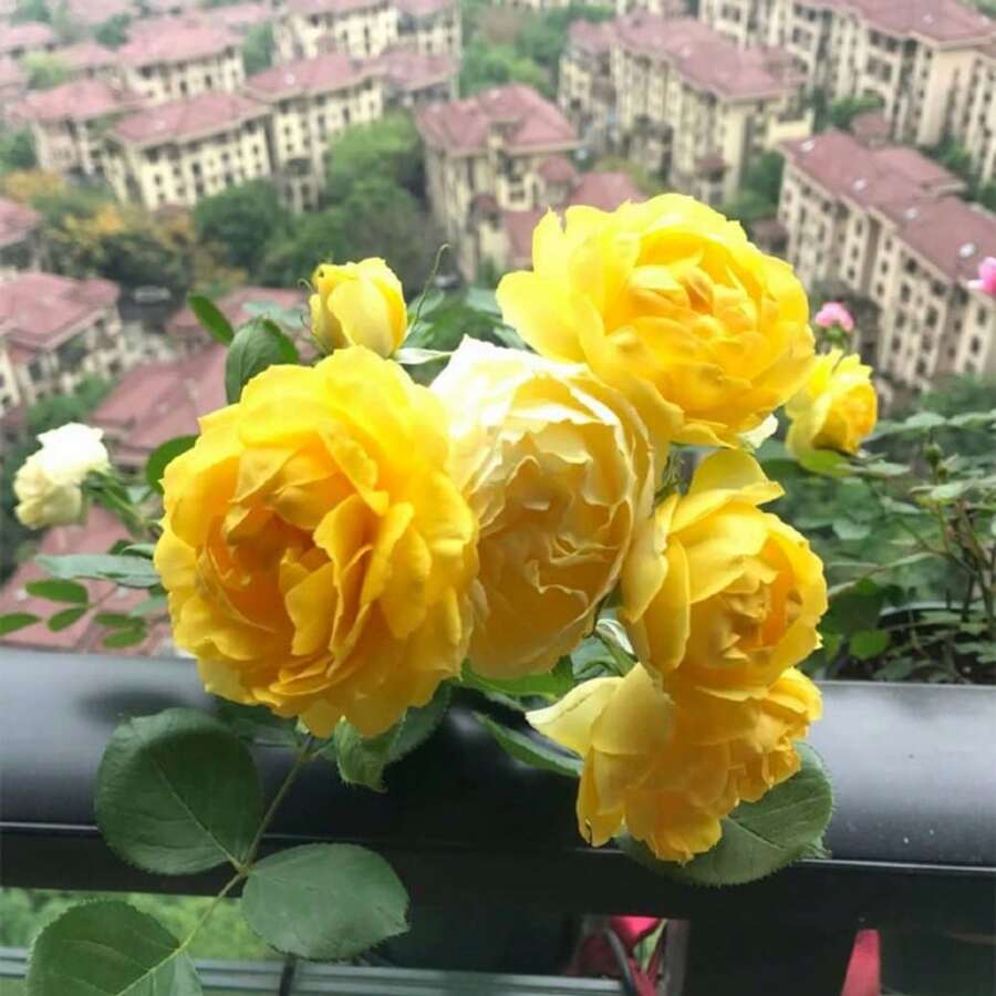 50pcs Yellow Roses, Rose Seedlings, Potted Shrubs, Roses, Extra Large Flowers, All-Season Roses, Strong Balcony, Garden - 50Pcs - View 1