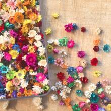 200pcs Mixed Colorful Small Dried Flowers Bulk/60PCS/120PCS Big Star Flowers For Resin Molds Project Casting Jewelry Candles Soap Making Nail Art Charms