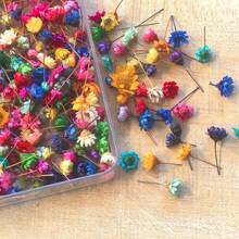 200pcs Mixed Colorful Small Dried Flowers Bulk/60PCS/120PCS Big Star Flowers For Resin Molds Project Casting Jewelry Candles Soap Making Nail Art Charms