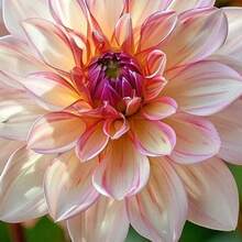 Flower Seeds - 100 Pcs - View 4