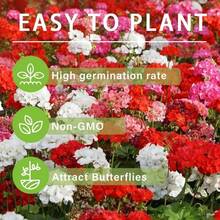 20 Semillas de Geranio Mixtas para Plantar - Planta de Flor de Geranio Perenne - Variante 1 - Ver 2