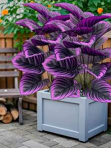 2 件大型 18/12 叶人造绿植，图案生动 - 黑色花盆中的紫色叶子，非常适合家庭、花园和活动装饰 - 非常适合母亲节、父亲节、婚礼、乔迁礼物、活动装饰 | 装饰性室内植物 | 免维护户外植物