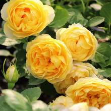 100pcs Yellow Roses, Rose Seedlings, Potted Shrubs, Roses, Extra Large Flowers, Year-Round Roses, Strong Balcony, Garden