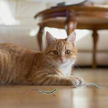 1pc Realistic Lizard Shaped Cat Toy, Durable Plastic Reptile Pet Toy For Interactive Play And Exercise For Cats 6 Months And Up, Battery-Free Indoor Cat Toy