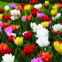 100pcs  Double-Leafed Tulip Bulbs. - 100pcs - View 1