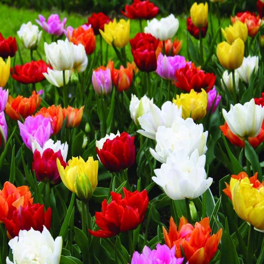 100pcs  Double-Leafed Tulip Bulbs. - 100pcs - View 1