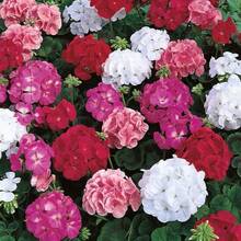 20 Semillas de Geranio Mixtas para Plantar - Planta de Flor de Geranio Perenne - Variante 1 - Ver 7