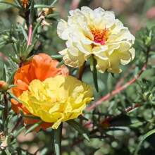 100 Pieces Of Plant Flowers, Grass Flowers, Suitable For Outdoor Planting, Attract Insects, Easy To Grow. - 100個 - 查看 1