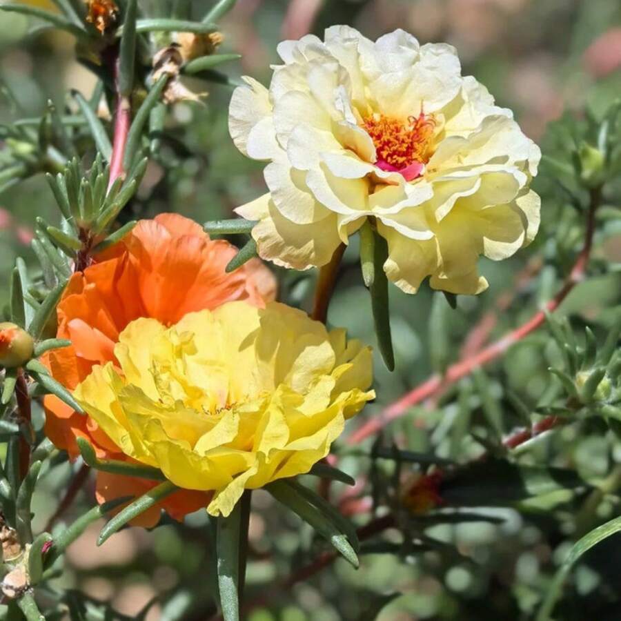 100 Pieces Of Plant Flowers, Grass Flowers, Suitable For Outdoor Planting, Attract Insects, Easy To Grow. - 100個 - 查看 1