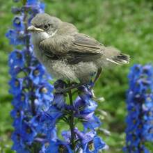 Suministro de Jardín de Semillas - 100 Semillas de Violeta y Pájaro Azul Perenne, Adecuadas para Plantar - 100 semillas - Ver 2