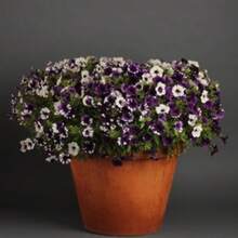 200 piezas de semillas de flores de glicina de onda púrpura, flor de jardín glicina - 200 - Ver 5