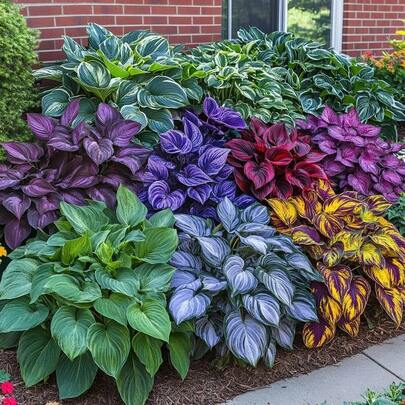 50 piezas de Hosta mixtas, flores perennes para exteriores, plantas perennes de cobertura del suelo, plantas de césped rastrero, plantas de interior y exterior, plantas de flores, hierbas, verduras, frutas, jardinería, regalos naturales para amantes de las plantas