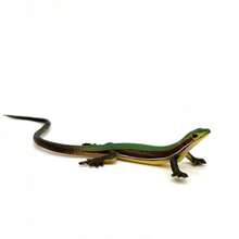 1pc Realistic Lizard Shaped Cat Toy, Durable Plastic Reptile Pet Toy For Interactive Play And Exercise For Cats 6 Months And Up, Battery-Free Indoor Cat Toy