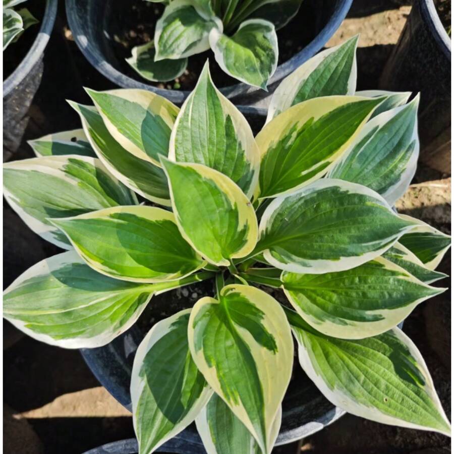 100 Pieces Hosta Seeds Plant Seeds Versatile Hosta Flower Seeds For Outdoor Gardening Garden Yard Shade Easy To Grow - Variant1 - View 1