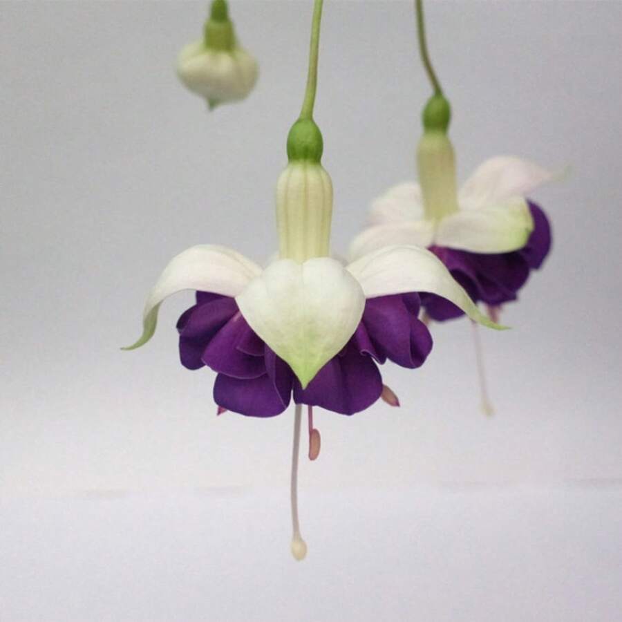 100seeds/Pack  Purple Red Flower Seeds - 100seeds/Pack - View 1