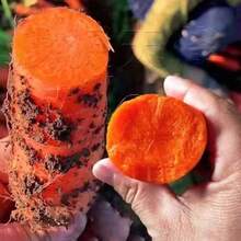 400 piezas de semillas de zanahoria roja de alto rendimiento: sabor a rábano dulce fresco de granja para plantar en el jardín de verano y otoño - semillas de vegetales de herencia - 1 PAQUETE - Ver 6