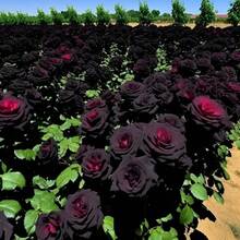 258 piezas Fácil de cultivar, alta tasa de esporulación y rosas rojas y negras, flores decorativas de larga duración, arbustos de rosas adecuados para regalos de plantación - 258 - Ver 2