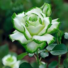 100 piezas de rosas trepadoras de vid perennes, adecuadas para uso en interiores y exteriores, con exposición solar completa y tolerancia a la sequía, de alta calidad aromática