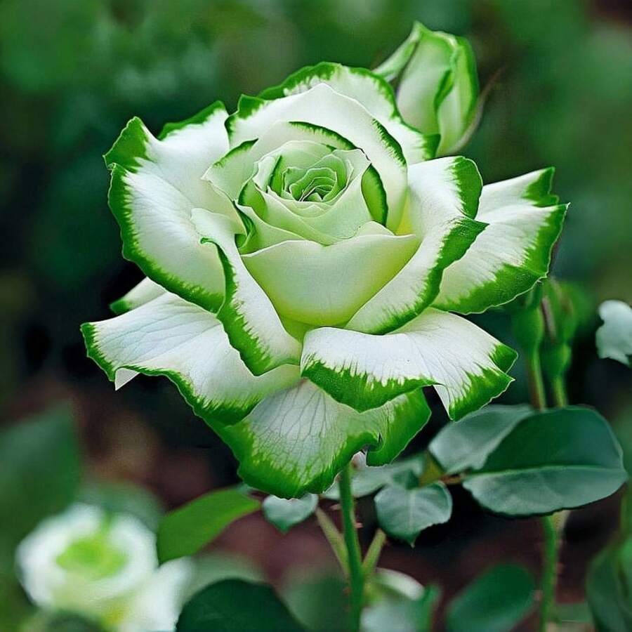 100 piezas de rosas trepadoras de vid perennes, adecuadas para uso en interiores y exteriores, con exposición solar completa y tolerancia a la sequía, de alta calidad aromática