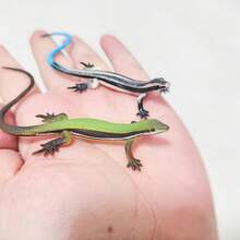 1pc Realistic Lizard Shaped Cat Toy, Durable Plastic Reptile Pet Toy For Interactive Play And Exercise For Cats 6 Months And Up, Battery-Free Indoor Cat Toy