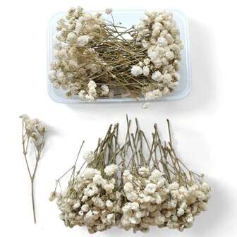 50/100pcs Preserved White Baby's Breath Flowers 2.7"-5" Long, Suitable For Wedding, Tabletop Floral Decor, Handcraft, Bridal Bouquet, Card Decoration