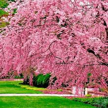 175 piezas de semillas de árbol de cerezo en flor japonés - 175 - Ver 2