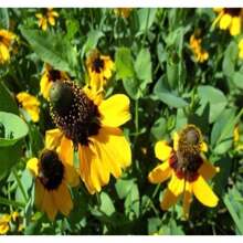 200 Pieces Prairie Echinacea Seeds, Cold Resistant And Easy To Grow, Cut Flower Engineering Flower Bed, Indoor Balcony Flower Bed, Flower Bed Greening Seeds Plants Live  Vegetable Seeds Hosta Plants Garden Flowers Seeds Plants Flowers For Outdoor Semillas De Flores Para Sembrar Garden  All  Plants For Outdoor Mosquito Protection Outdoor Garden Plants Seeds For Planting Perennial Flower Seeds Plant Seeds - 200 - 查看 2