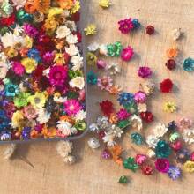 200pcs Mixed Colorful Small Dried Flowers Bulk/60PCS/120PCS Big Star Flowers For Resin Molds Project Casting Jewelry Candles Soap Making Nail Art Charms