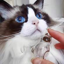 1pc/6pcs Cat Hair Keepsake Memorial Capsule - Transparent Gacha Ball Keychain Pendant For Preserving Beloved Kitty Fur - Pet Loss Remembrance Gift For Cat Lovers