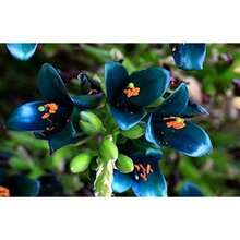 100seeds/Pack Bi Shi Ta Ba Ya Flower Seeds, Purifying Air - 100粒/包 - 查看 2