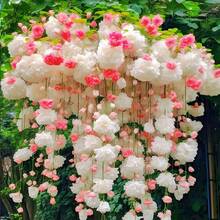 50/Pack Hanging Begonia , Planting Garden Decoration Outdoor Flowers, Plants, Fruit And Vegetable Planting, Suitable For Plant Lovers As A Gift From Nature