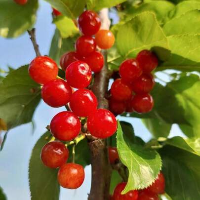 15 Semillas Cortas de Cerezo, Adecuadas para Plantar - Pueden producir plantas en , semillas de vegetales, plantas hosta, plantas vivas, plantas de jardinería, semillas de flores, plantas de flores para exteriores, semillas de flores para sembrar,  de jardinería, todas las plantas vivas en , no semillas, plantas vivas en , plantas para exteriores, repelente de mosquitos, plantas perennes de jardín al aire libre, semillas para plantar, plantas vivas en , no semillas, semillas de flores perennes.