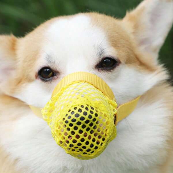 1pc Dog Muzzle - Can Drink Water, Prevents Biting, Prevents Barking, Prevents Accidental Ingestion. Small Dog Outdoor Mesh Muzzle, Pet Muzzle, Breathable Mesh Design.