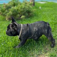 Collar Para Perro Cadena O, Collar De Aleación De Estilo Punk Para Mascotas (perros Y Gatos), Accesorios De Moda Para Mascotas - Plateado - Ver 5