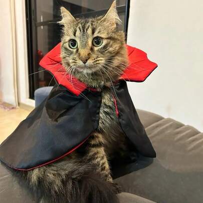 Phụ kiện thú cưng - Đồ dùng cho chó/mèo nhỏ hóa trang thành ma cà rồng Halloween, trang phục & váy cho thú cưng