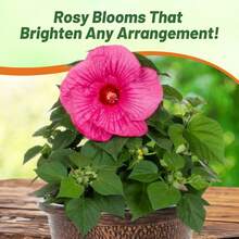 Flower Seeds - 100 Seeds - View 2