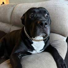 Collar Para Perro Cadena O, Collar De Aleación De Estilo Punk Para Mascotas (perros Y Gatos), Accesorios De Moda Para Mascotas - Plateado - Ver 4