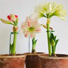 5pcs/10pcs Metal Garden Plant Stakes, Single Stemmed Flower Support Hoops, Garden Plant Stakes Plant Support Structure For Amaryllis, Orchid Lily Rose Peony