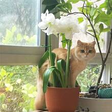 5pcs/10pcs Metal Garden Plant Stakes, Single Stemmed Flower Support Hoops, Garden Plant Stakes Plant Support Structure For Amaryllis, Orchid Lily Rose Peony