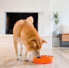Tazón lento de alimentación divertido Outward Hound, tazón lento para perros, Mediano_Mini, Turquesa