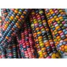 Regalo de semillas 500 piezas 20 hermosas gemas de vidrio colores de maíz hermosas semillas no transgénicas seleccionadas a mano - Variante 1 - Ver 5