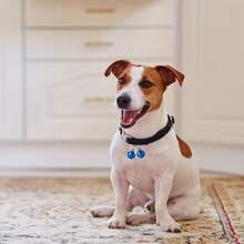 20/50 قطعة مجموعة أجراس نحاسية متعددة الألوان - مناسبة لعيد الميلاد، أجراس كبيرة بقطر 22 مم/0.866 بوصة، ديكور المنزل والحيوانات الأليفة، أجراس نحاسية مفرغة بطلاء فراغي، أجراس عيد الميلاد الملونة بقطر 22 مم، إكسسوارات مجوهرات DIY للحيوانات الأليفة، أجراس ملونة، قلادة جرس للكلب والمفاتيح، زينة أجراس معدنية صغيرة لعيد الميلاد، هدايا حفلات عيد الميلاد، باللون الأحمر والأخضر والذهبي والفضي، أجراس زينة عيد الميلاد الكلاسيكية، أجراس نجمة خماسية معلقة من الحديد المطاوع لزينة شجرة عيد الميلاد