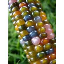 Regalo de semillas 500 piezas 20 hermosas gemas de vidrio colores de maíz hermosas semillas no transgénicas seleccionadas a mano - Variante 1 - Ver 9