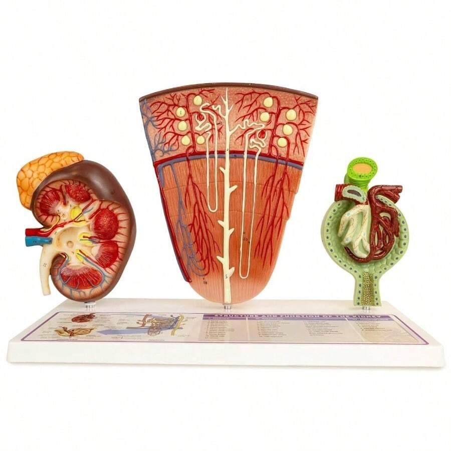 Kidney Model, Uman Kidney Nephron And Glomerulus Model, Kidney Anatomy ...