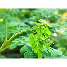Moringa Herbal Tea - 1 pc - View 2