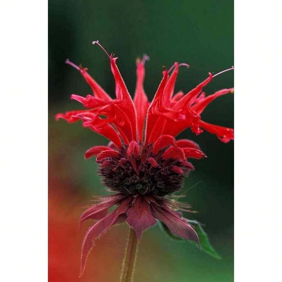 200 Seeds Bee-Happy Scarlet Bee Balm Live Plant Flowers Versatile