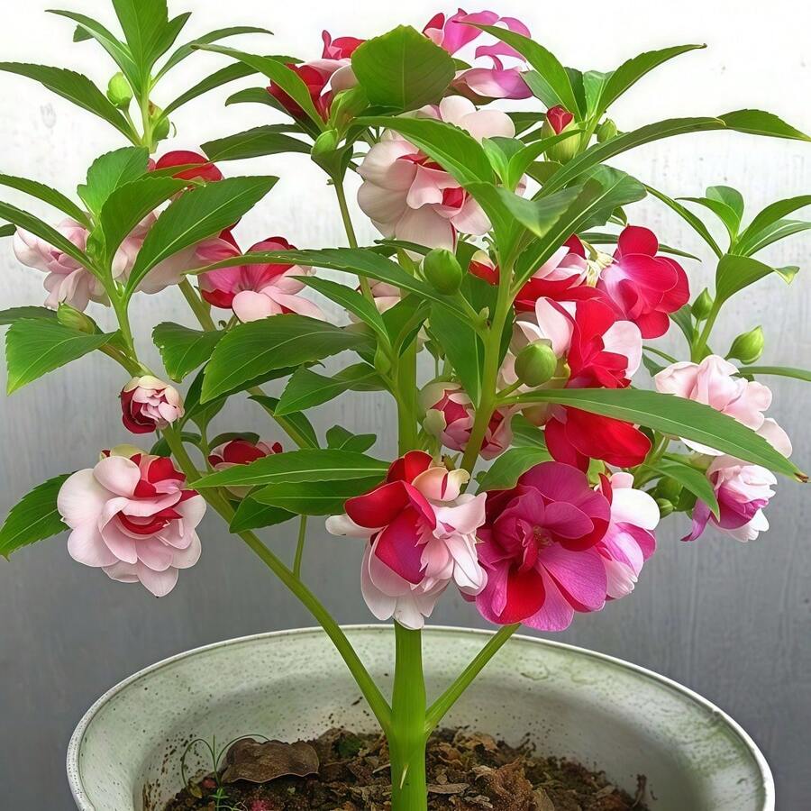 2400+ Impatiens Seeds, Bush Mix, For Growing And Cultivating Wild Flowers In The Home Garden Or Flower Garden - Non-GMO Heirloom Varieties - 2400+混合 - 查看 1