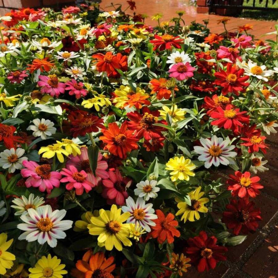 500 pezzi Miscuglio di semi di fiori di Zinnia - 100 semi, regalo per semina in vasi e giardini