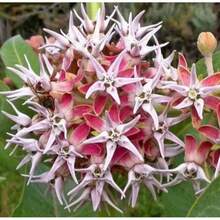 Rare Gift 500 Pieces Milkweed Striking & Mean 70 Seeds Heirloom USA NJ Breeder See My Shop For The Largest Selection